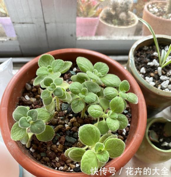  香味@小型绿植碰碰香，放在玄关上，出门“摸一摸”，全身都是香味