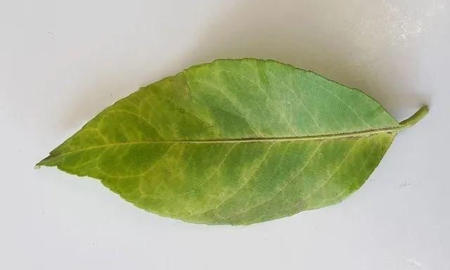  『月季』养月季、茉莉出现叶脉发黄的情况，及时给点泻盐，让叶子恢复健康