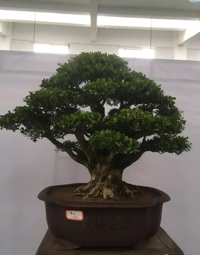 中国?新沂第二届精品盆景展回顾