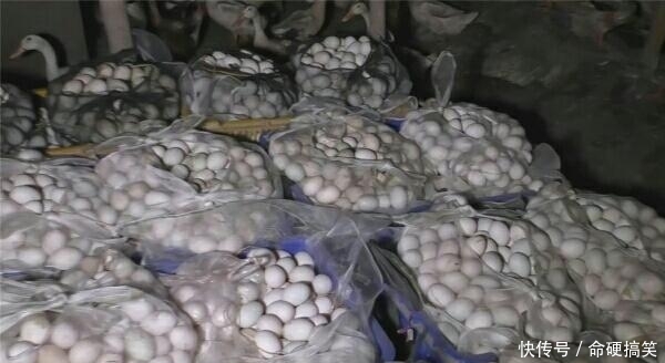 男子养数万只鸭，鸭群四处生蛋，男子：捡到手疼