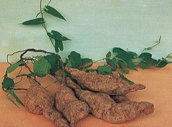  「菜田」菜田有这种野生植物，可别当作野草铲除了，价值可是相