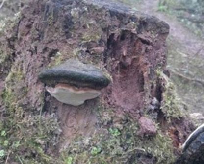 农村树桩上长出的“大舌头”，识货的农民都抢着带回家