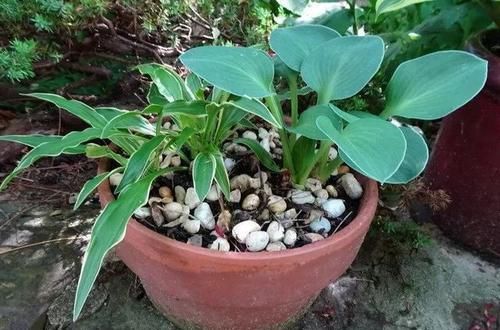 『旺盛』玉簪花养成院子里清新的开花盆栽,在遮阴处也能生长旺盛
