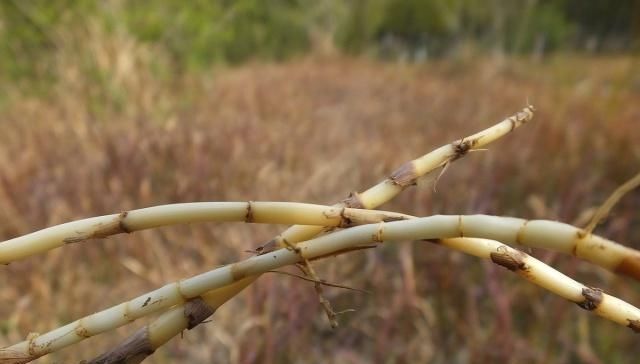  农户@不起眼的茅草根一斤卖到二十几元，为何不见农户种植？