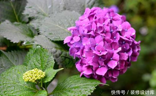 #虎皮#绣球扦插、虎皮兰分株,这两件事开春必做,再磨叽就晚了