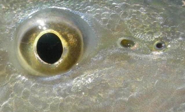 『鱼类』鱼类用鳃进行呼吸,那么鼻孔的作用是什么呢?