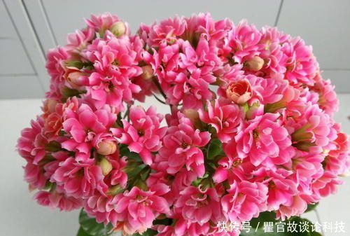 「发芽」新手养花选它,掉落的叶子都能生根发芽,1盆一年能变10盆!