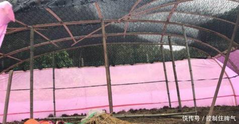 农村大叔，不愿再做电焊工，回家搭帐篷养起这个，称辛苦但挣钱