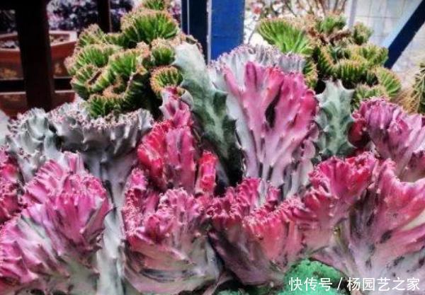 家里■这3种绿植家里没有亏大了,摆在客厅能镇宅,尤其是最后一种!