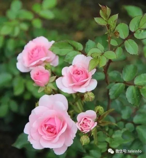  【花中】中国10大名花，哪个是你的最爱？