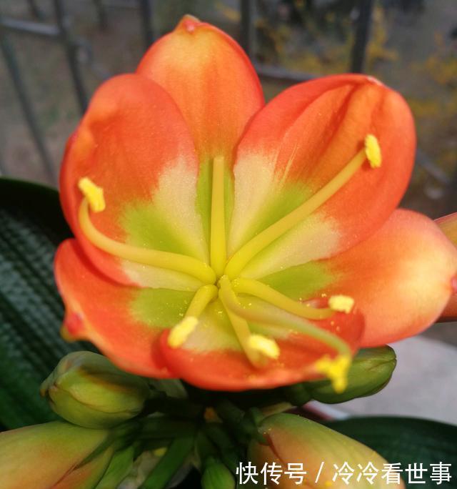 #叶绿花#大爷养君子兰,一罐罐的啤酒浇下去,10天后,叶绿花大,好漂亮
