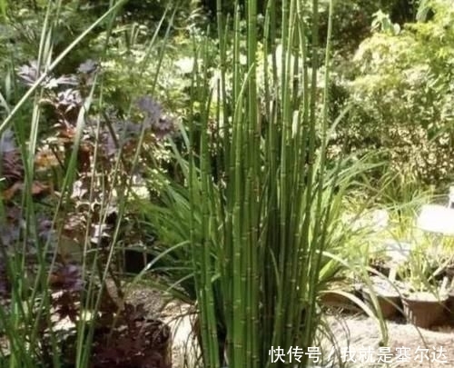  「观赏价值」在农田，1种“杂草”不起眼，被称为“木贼草”，1斤卖到“5元”