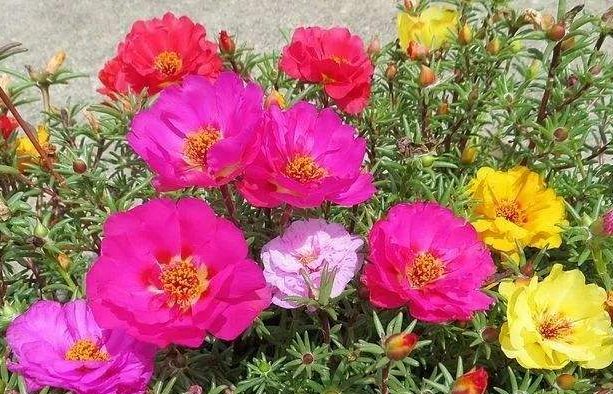 「好看」这几款花朵比菊花还好看,清新高雅,花朵一簇簇,开花繁盛惹人爱