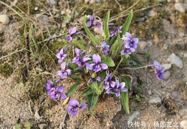  「田间」田间地头，有1种“野堇菜”很美，如今不多见，拔1棵少1棵，珍贵