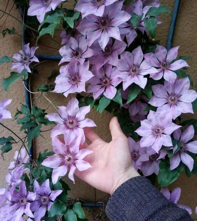  【番莲花】最耐寒的藤本花卉，全年开花易“养活”，非常适合养花新手！