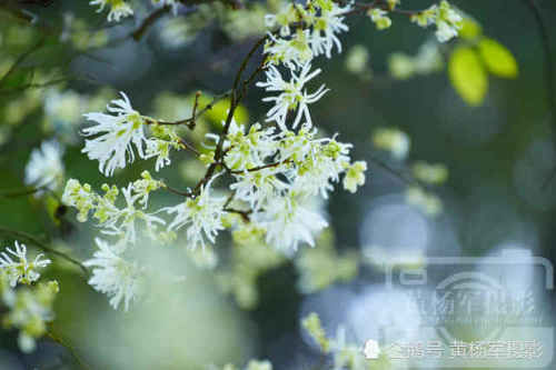  【清新】赣南山间美丽盛开的檵木花，农村人熟悉清新的花朵