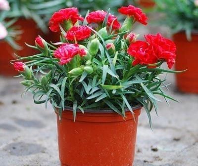  「叶子」用1种树的“体液”，涂抹花卉植物，叶子绿油油，养啥花都可爆盆