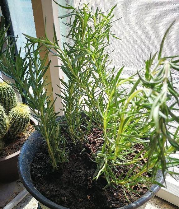  [养花]春天养花当选它们，夏季可用作驱蚊，让家里的蚊蝇''消失''