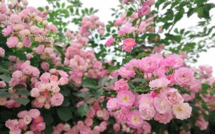  「气味」此花，色泽鲜艳，气味芳香，是香色并具的观赏花。