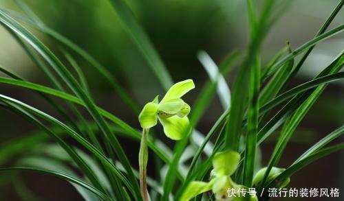  『油绿』春天养兰花，做好4件事，猛长侧芽叶油绿，生长进入快车道！