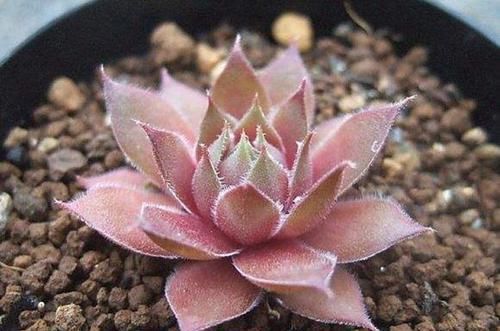  种多肉■养6种“经典”多肉，长了半年“溢出”花盆，霸占了阳台