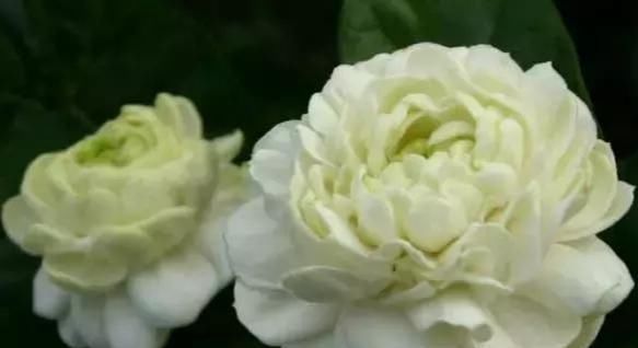  #芳香#茉莉花最爱3种“肥料”,家中就有,浇一点,花大芳香、开爆盆!