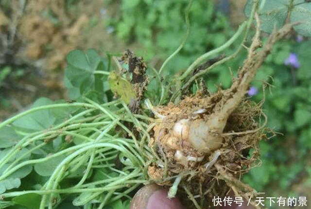  「回家」炎热的夏天，在河边看到“酢浆草”，可以挖回家养，珍贵、值钱