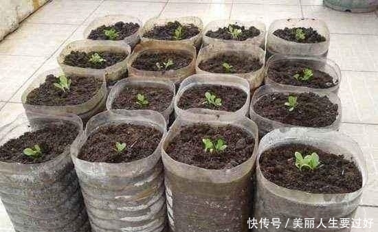  「营养」“废油桶”当花盆用来种辣椒，7天就发芽，1个月丰收，能吃2个月