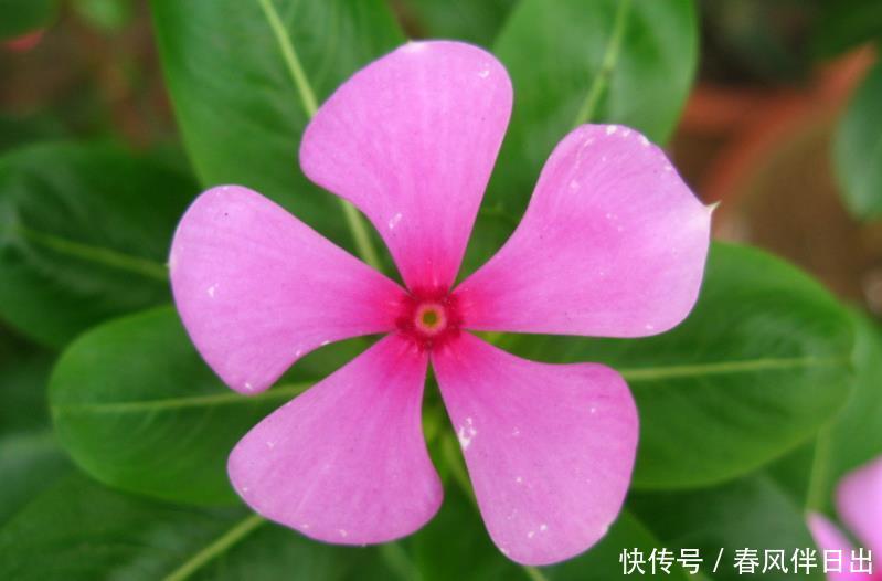  [花卉]适合家养的“5种花”，好养易爆盆，全年都开花，阳台变成百花园