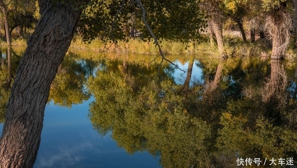 生三千年,死后再挺三千年,这里的树木不得了!