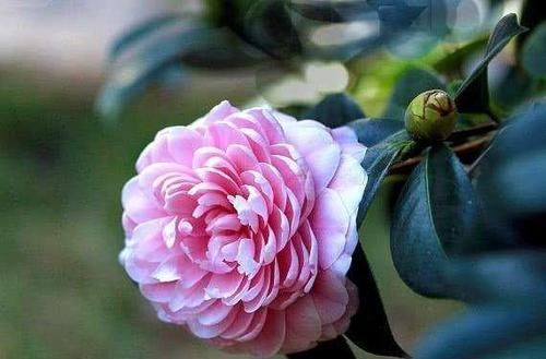  【翻天】5种花，名字土掉渣，架势却不小，花一开美翻天！