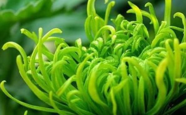 【惊鸿】喜欢菊花，首选“优良名菊”绿朝云，花似惊鸿起舞，晶莹碧绿