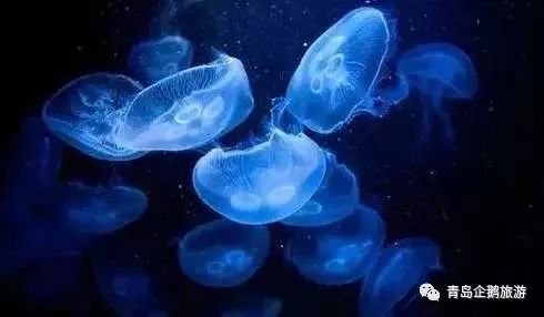 辟谣！青岛海边僧帽水母致人死是假的