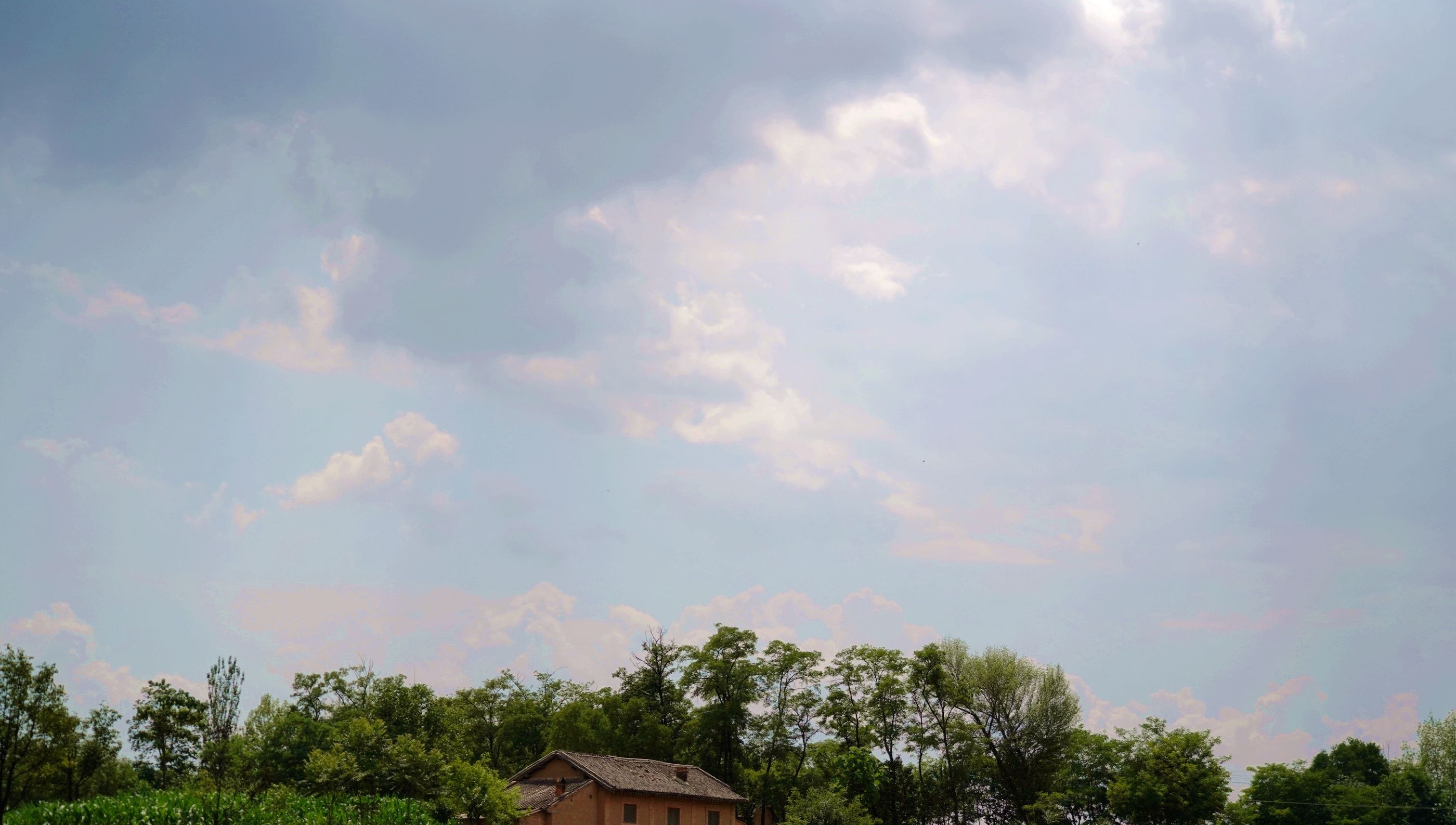 76岁农民大爷家发现野生杏树，三伏天成熟，果实很诱人