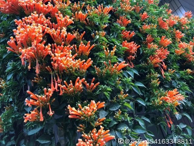  开出漂亮■阳春三月，出门踏青，原来有这么多漂亮花！