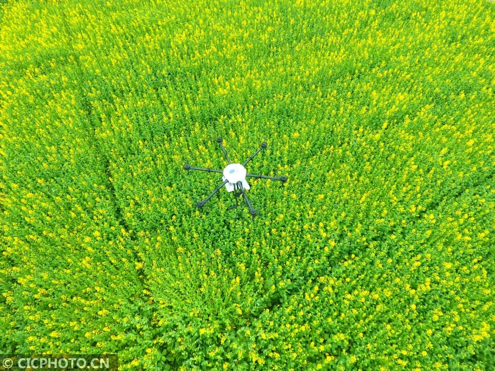  山东省|防疫不误农时 全国各地奏响春天“交响曲”