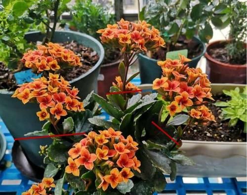  『长寿花』4种花，喜欢“被掐头”，越掐长势越猛，不掐容易长成丑八怪