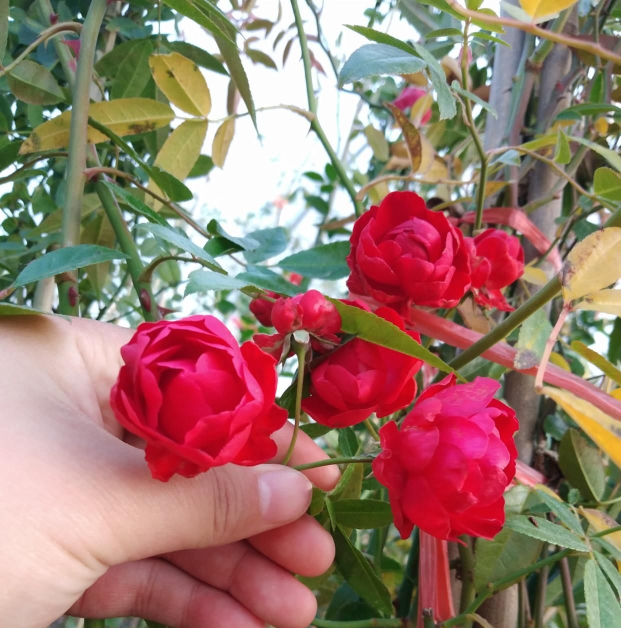  【甜蜜红木香】我国最美爬藤花，阳台种2棵，好看又好闻，红花开漫天！