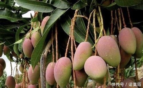 种植■胡大妈在家种“果树”,6个月长成“小盆景”,3年结出20个果,值