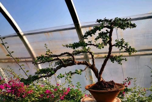 爱好：精品盆景被家人用来晒白菜，心快滴血了，爱盆景不被支持有多难？