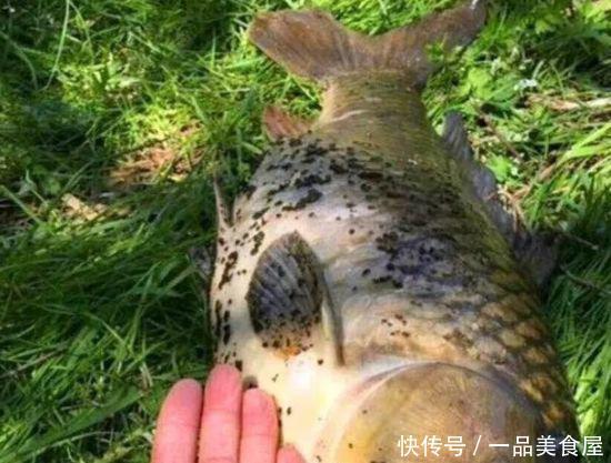 『厉害』钓鱼比蚯蚓厉害万倍饵料入水鲫鲤疯咬不断,整条河鱼闻味被吸引