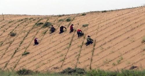 一个即将被“消灭”的沙漠，几乎变成了绿洲，还被种植马铃薯