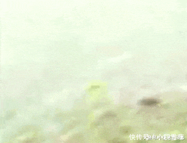 「泥鳅」河鳗还是大泥鳅? 目测有三四斤了, 有人认识吗? 网友: 应该值钱