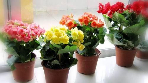  『植物』家里面的植物总不开花，原来是没注意这几点！