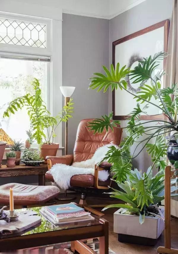  【自带】自带镇宅安家的30种大植物，满满都是安全感