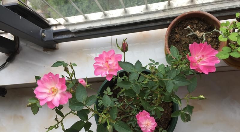  【值得】此盆栽植物花期超长，四季开花，漂亮似荷花，好养易活，值得拥有