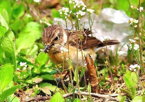中国人从不吃燕子，为什么燕子的数量一直在减少？看完总算知道了