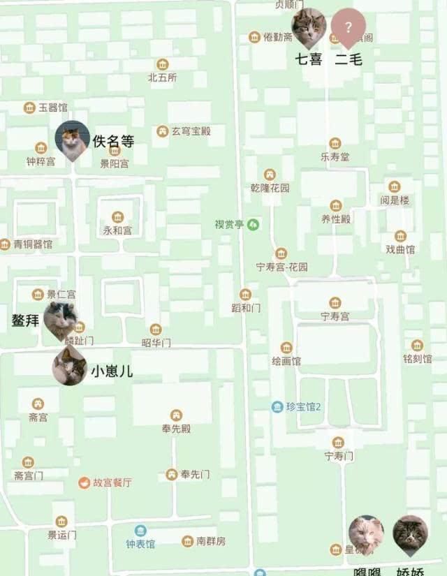 “巨型猫”成网红？拍猫达人教你在故宫看毛茸茸的真“御猫”