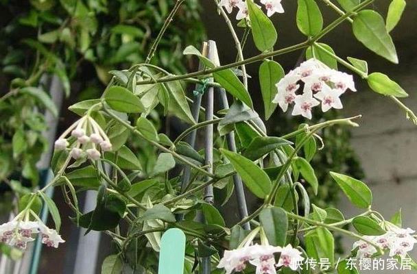  「只需要剪下」亲戚朋友家见到3种植物，剪些叶子带回家，插到土里就能活