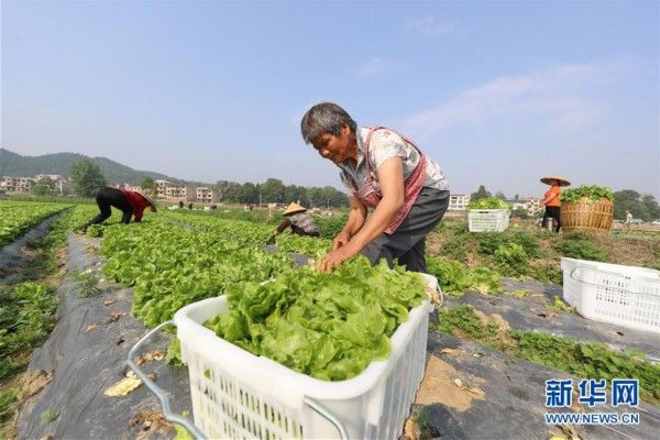  『村民在采收』贵州玉屏：生菜喜获丰收